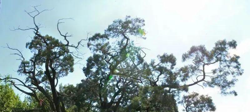 Carousel Bootstrap First